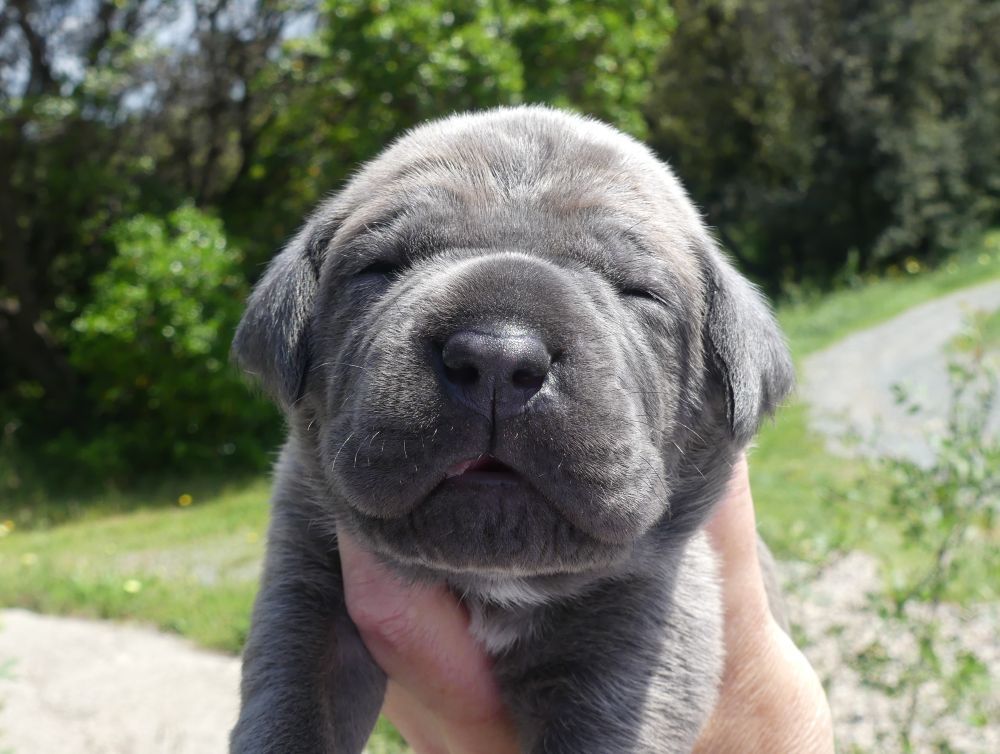 Des Gardiens De Cebenna - Chiots disponibles - Cane Corso