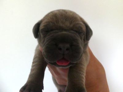 Bruce