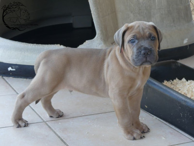 Bruce
