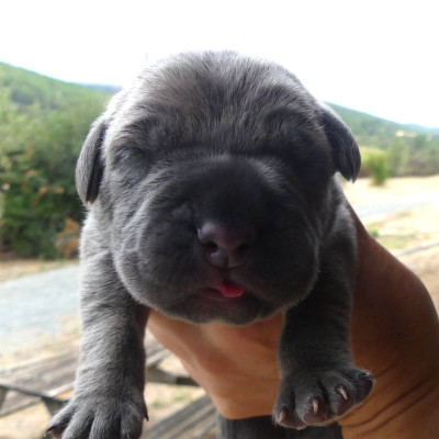 Chiot N°2