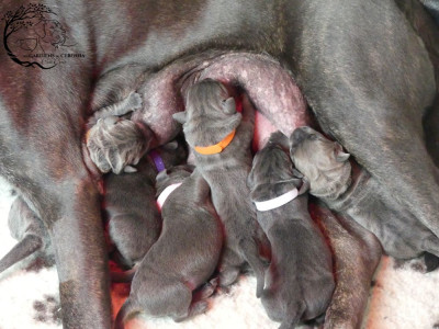 CHIOT 1