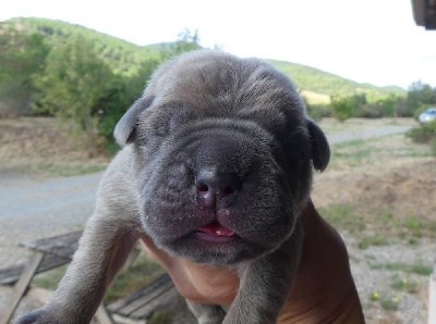 CHIOT 1