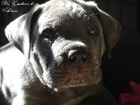 STANLEY