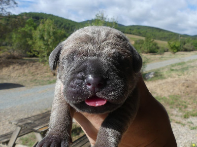 CHIOT 4