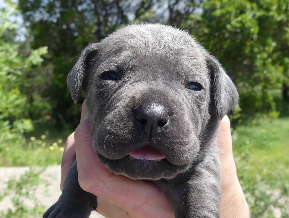 Des Gardiens De Cebenna - Chiots disponibles - Cane Corso