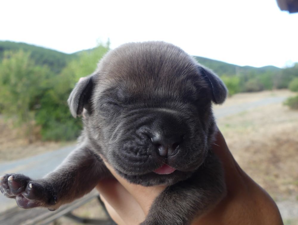 Des Gardiens De Cebenna - Chiots disponibles - Cane Corso