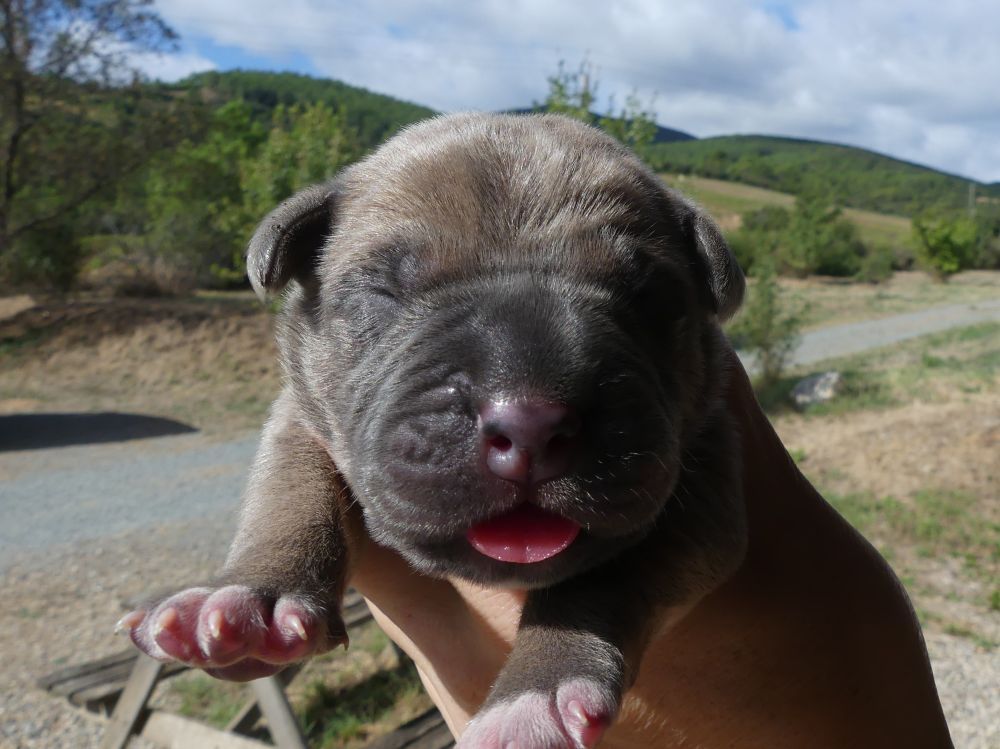 Des Gardiens De Cebenna - Chiots disponibles - Cane Corso