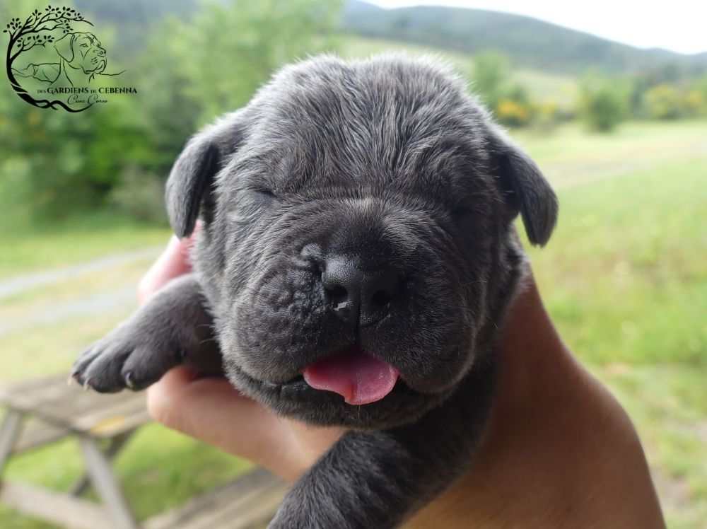 Des Gardiens De Cebenna - Chiots disponibles - Cane Corso