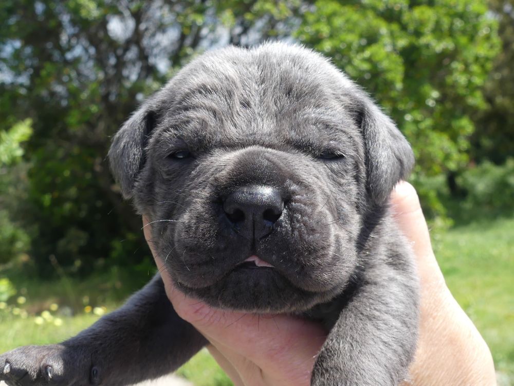 Des Gardiens De Cebenna - Chiots disponibles - Cane Corso