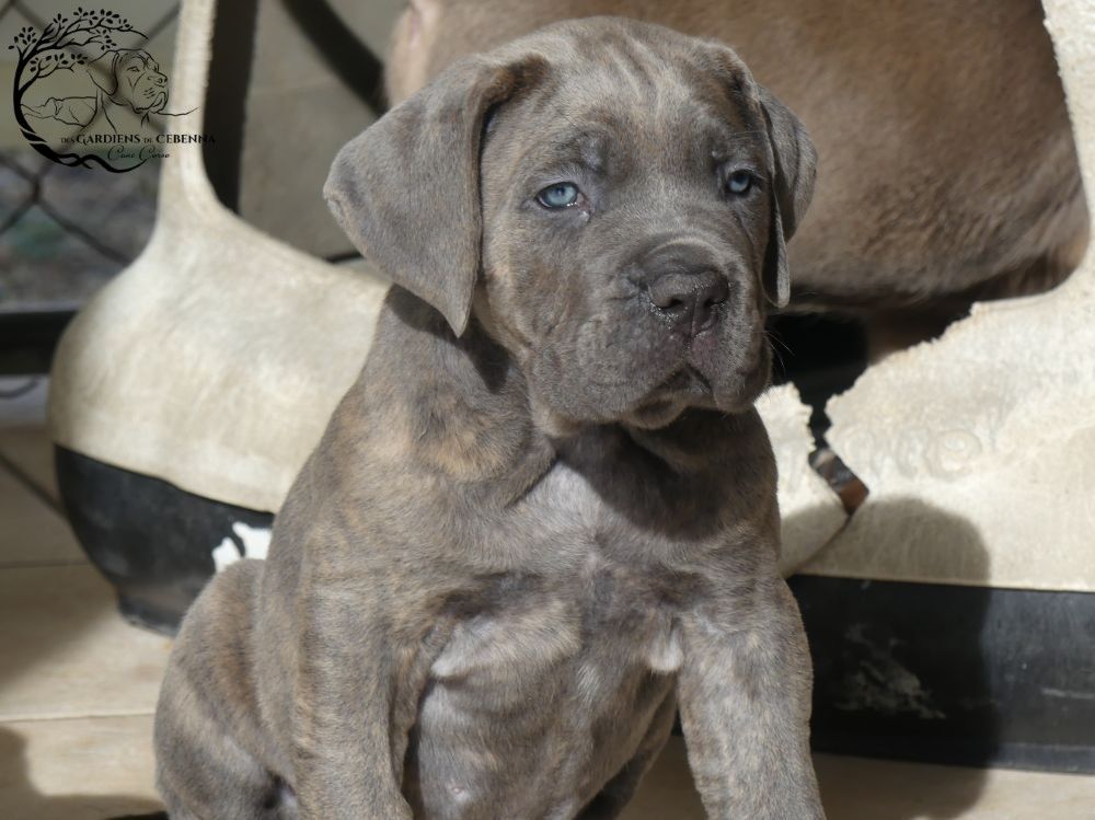 Des Gardiens De Cebenna - Chiots disponibles - Cane Corso