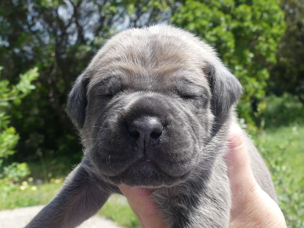 Des Gardiens De Cebenna - Chiots disponibles - Cane Corso