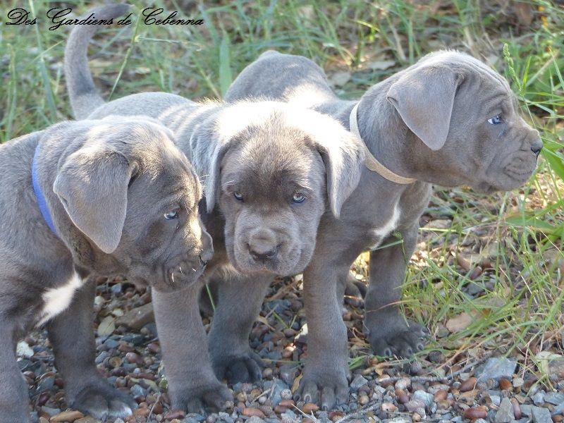 Des Gardiens De Cebenna - Cane Corso - Portée née le 05/04/2016