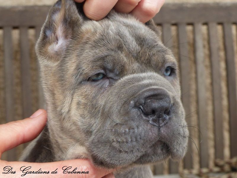 Des Gardiens De Cebenna - Cane Corso - Portée née le 07/02/2017