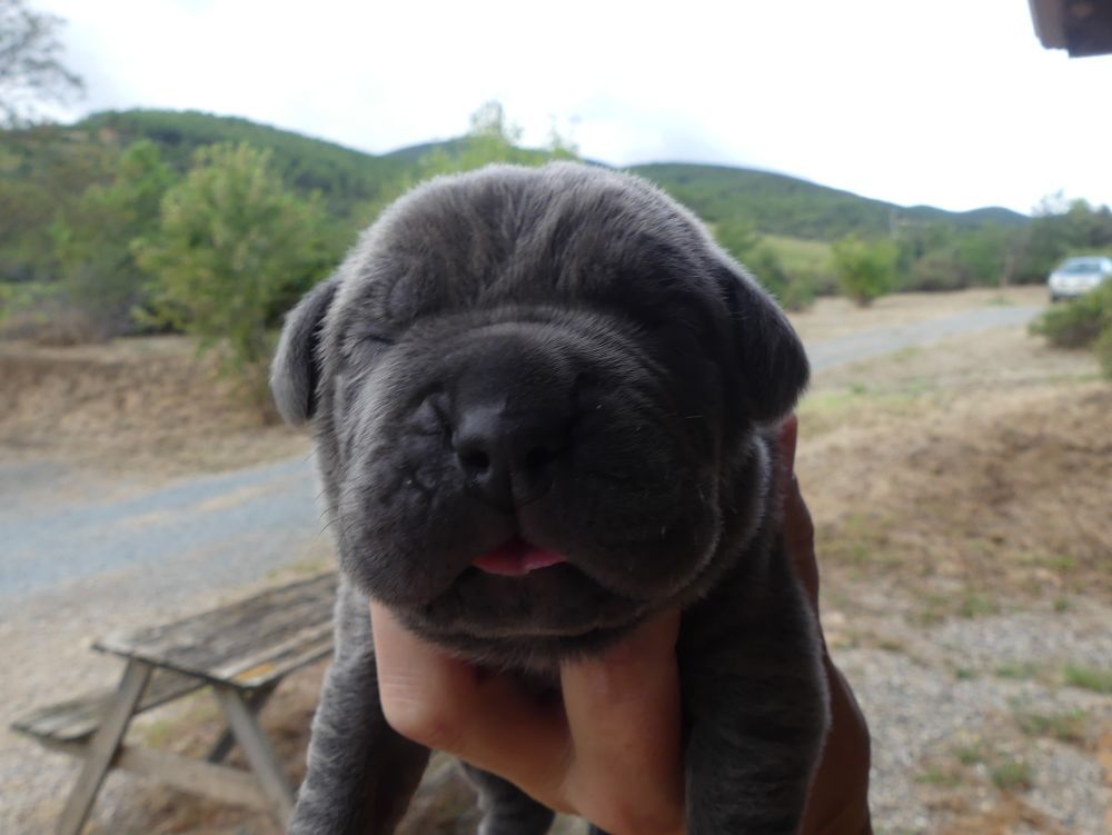 Des Gardiens De Cebenna - Chiots disponibles - Cane Corso