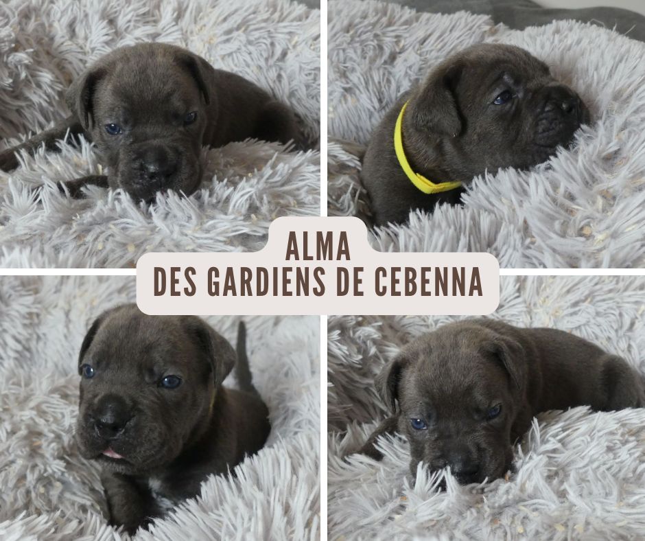 Des Gardiens De Cebenna - Chiots disponibles - Cane Corso