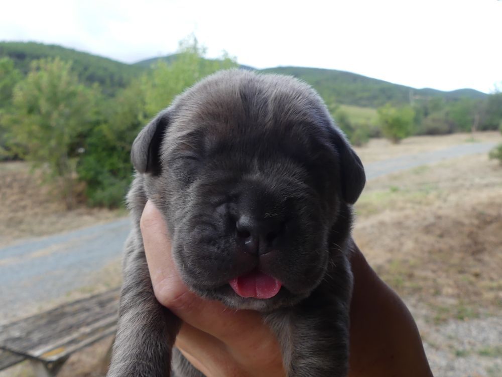 Des Gardiens De Cebenna - Chiots disponibles - Cane Corso