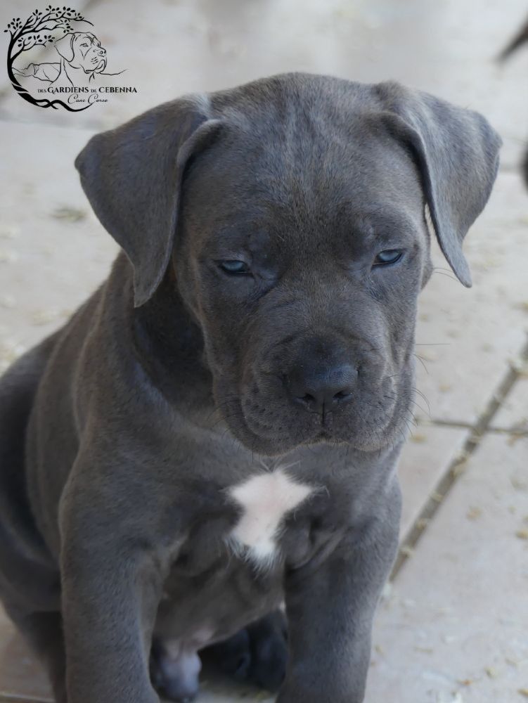 Des Gardiens De Cebenna - Chiots disponibles - Cane Corso