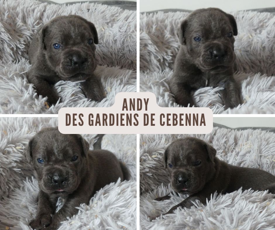 Des Gardiens De Cebenna - Chiots disponibles - Cane Corso