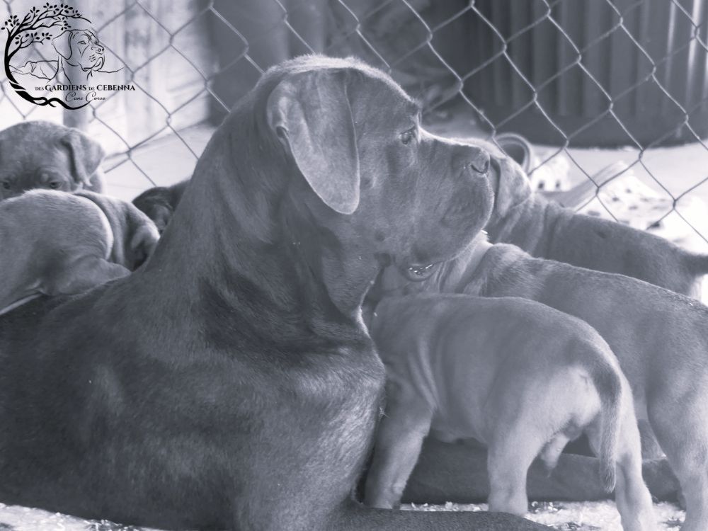 Chiot Cane Corso Des Gardiens De Cebenna