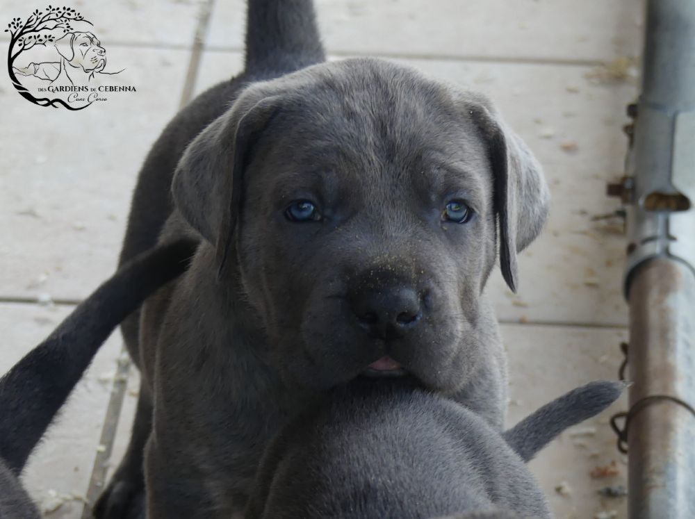 Des Gardiens De Cebenna - Chiots disponibles - Cane Corso