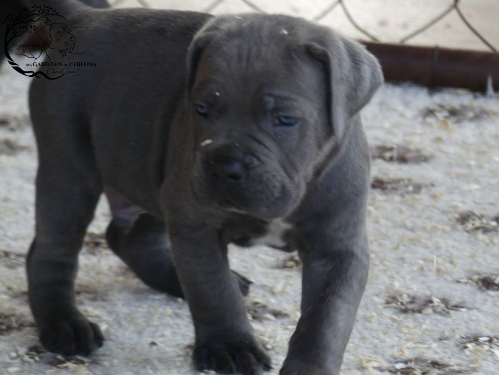 Des Gardiens De Cebenna - Chiots disponibles - Cane Corso