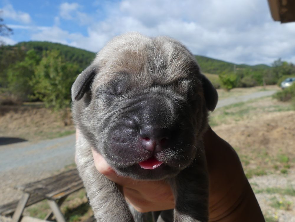Des Gardiens De Cebenna - Chiots disponibles - Cane Corso