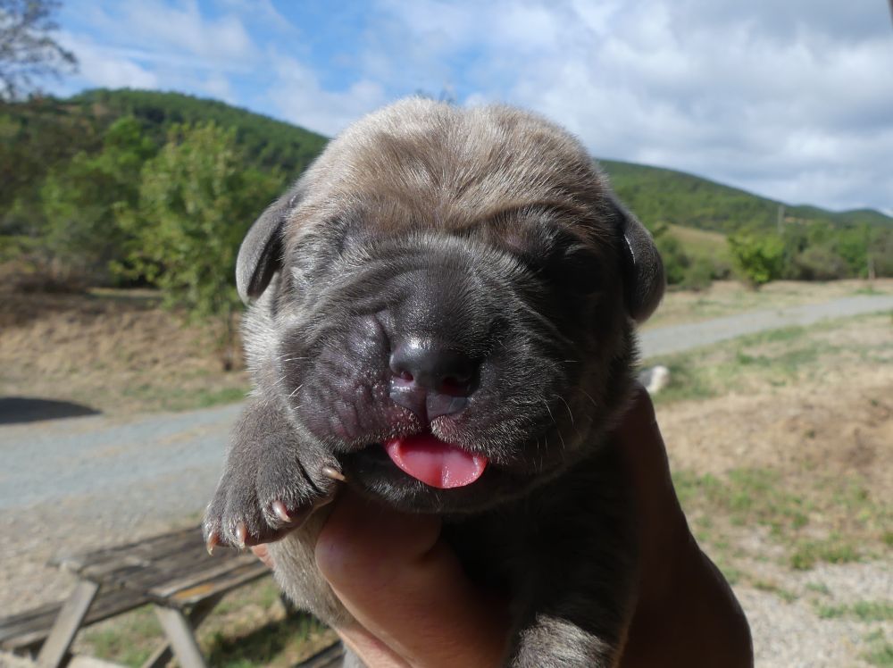 Des Gardiens De Cebenna - Chiots disponibles - Cane Corso