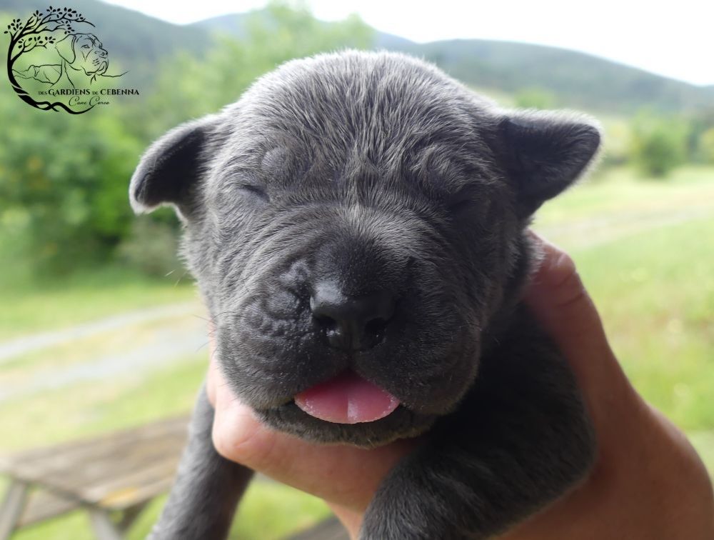 Des Gardiens De Cebenna - Chiots disponibles - Cane Corso