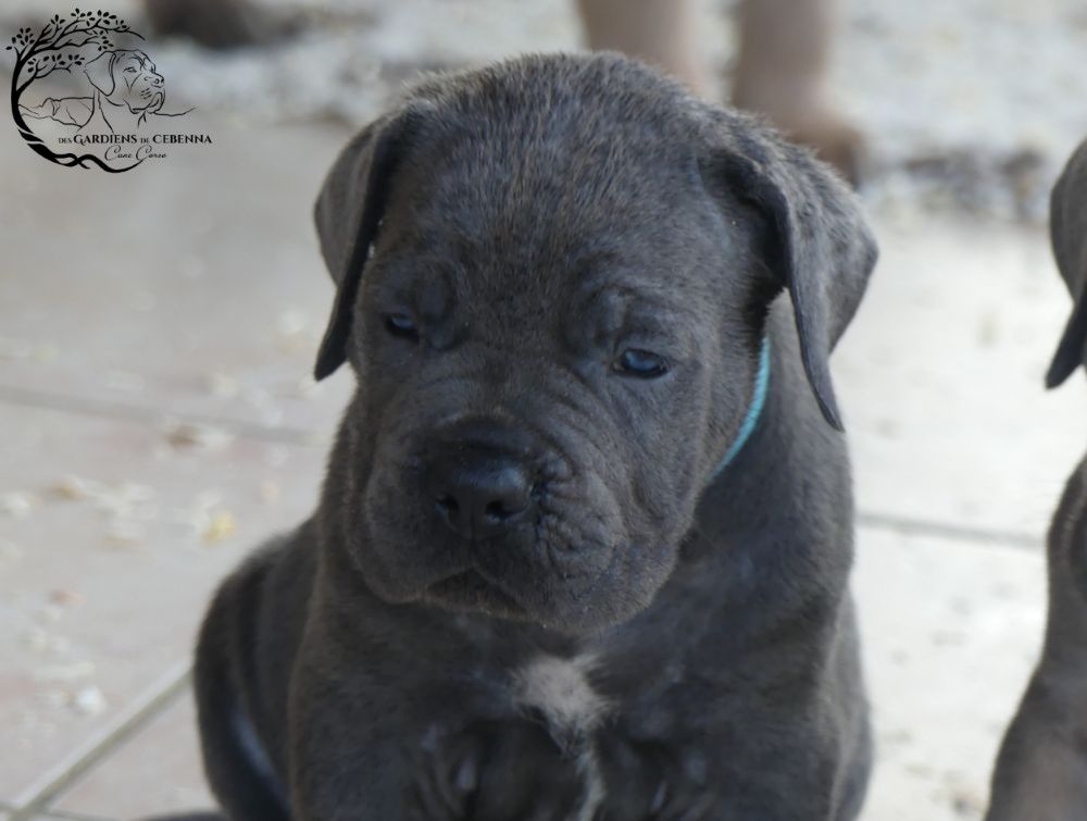 Des Gardiens De Cebenna - Chiots disponibles - Cane Corso