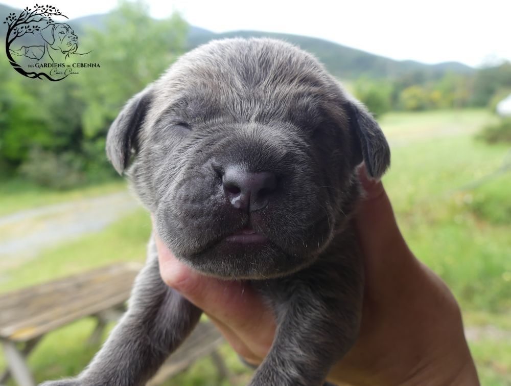 Des Gardiens De Cebenna - Chiots disponibles - Cane Corso