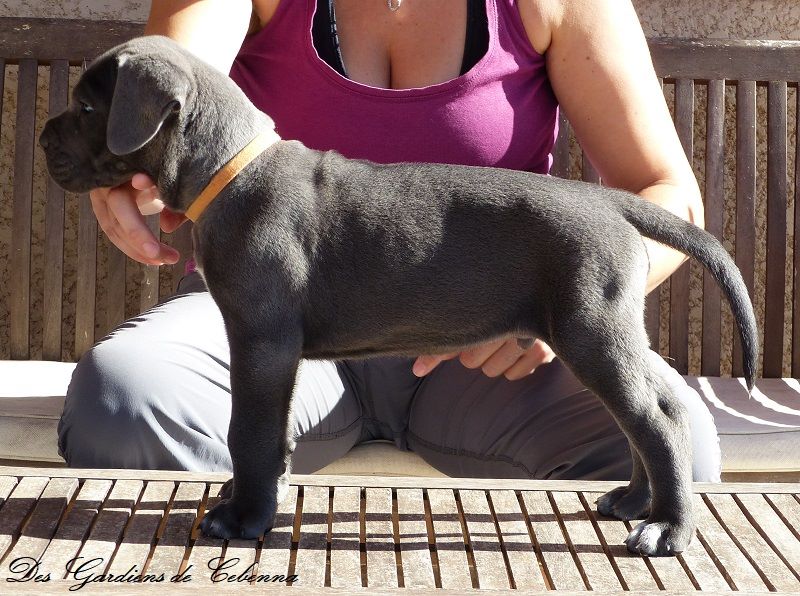 Des Gardiens De Cebenna - Cane Corso - Portée née le 14/06/2017