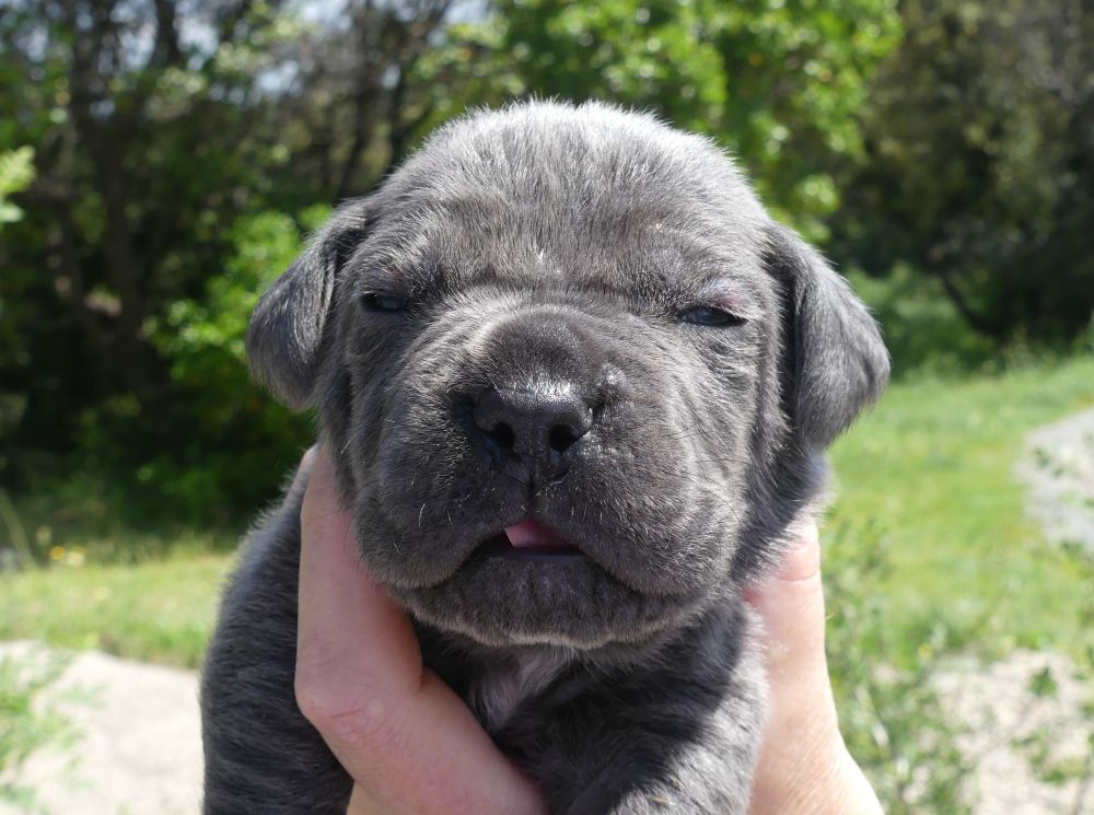 Des Gardiens De Cebenna - Chiots disponibles - Cane Corso