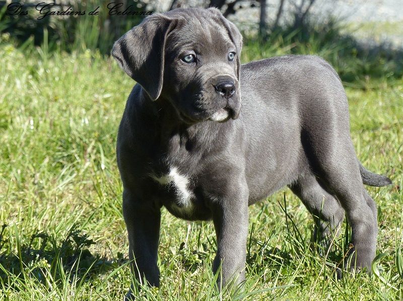 Des Gardiens De Cebenna - Cane Corso - Portée née le 25/12/2017