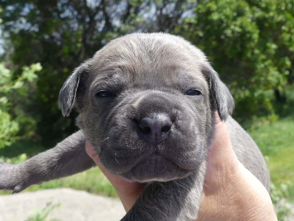 Des Gardiens De Cebenna - Chiots disponibles - Cane Corso