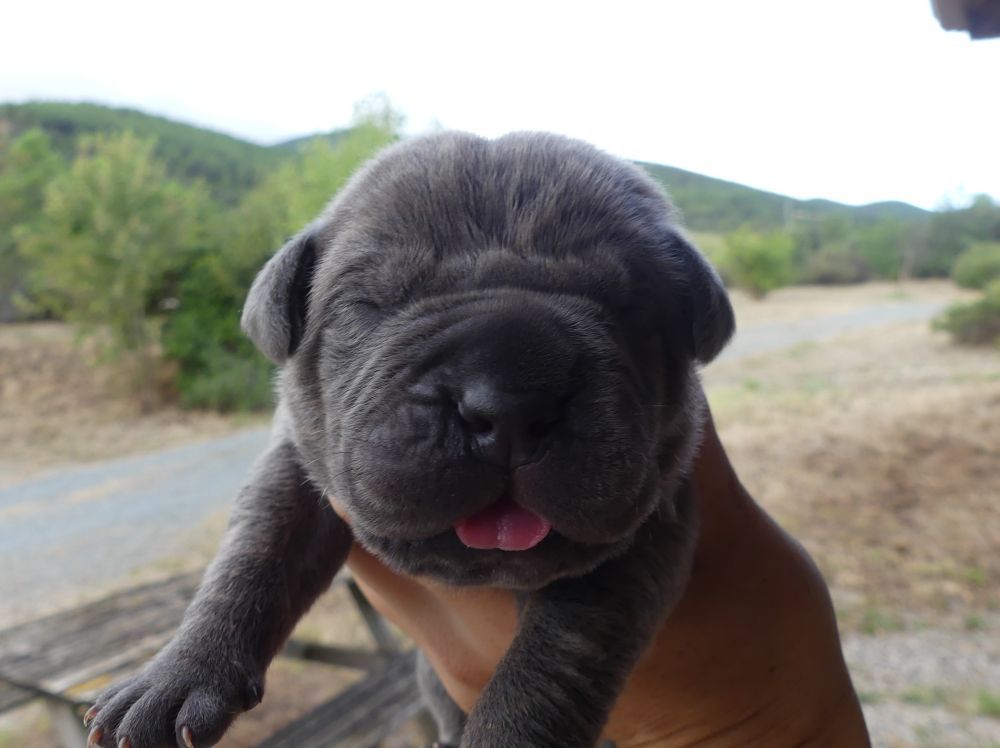 Des Gardiens De Cebenna - Chiots disponibles - Cane Corso